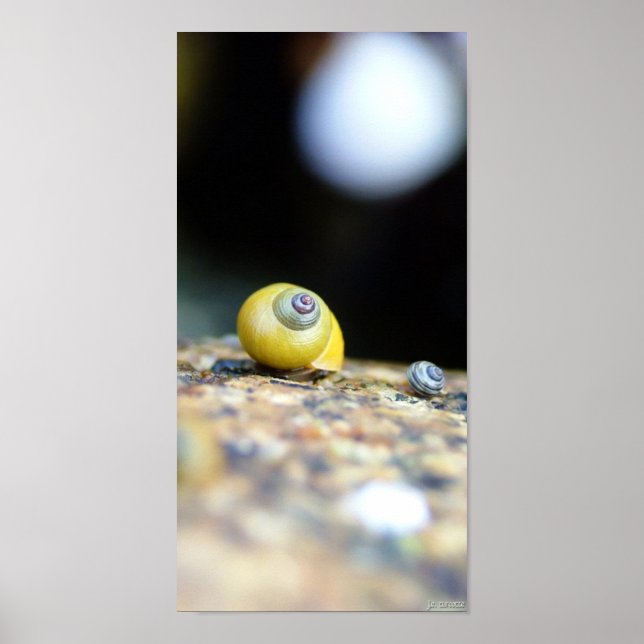 Poster Périwinkles (Devant)