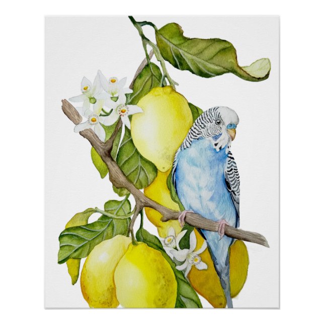 Poster Perroquet bleu dans l'arbre à citrons - Art botani (Devant)