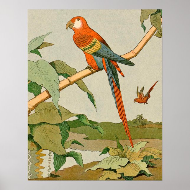 Poster Perroquet de la jungle de Macaw rouge et vert (Devant)