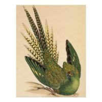 Perruche terrestre de James Sowerby, Psittacus ter
