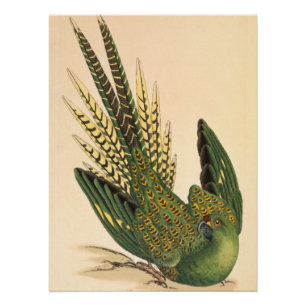 Poster Perruche terrestre de James Sowerby, Psittacus ter