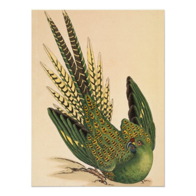 Poster Perruche terrestre de James Sowerby, Psittacus ter (Devant)