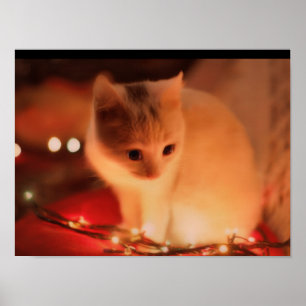 Poster Persian Kitten - Fourrure molle et grands y