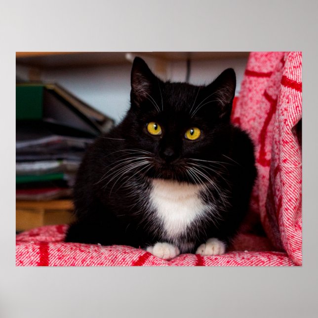 Poster personnalisable en chat Kitty noir et blanc (Devant)