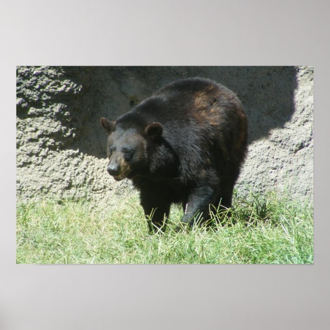 Poster personnalisé d'ours noir (Devant)