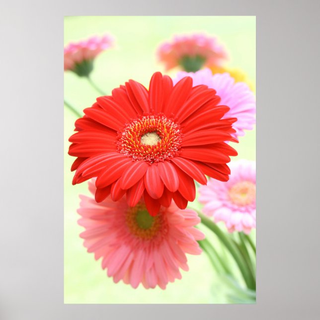 Poster personnalisé Gerber Daisies Imprimer (Devant)