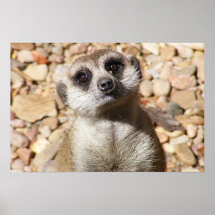Poster personnalisé Meerkat