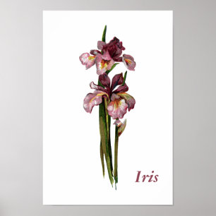 Poster personnalisé Purple Irises