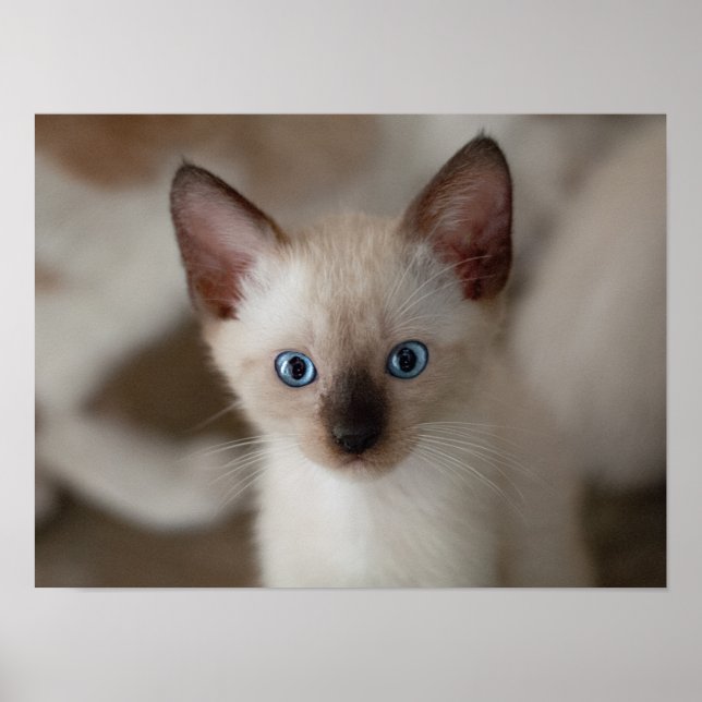 Poster personnalisé Siamese Kitty Cat (Devant)