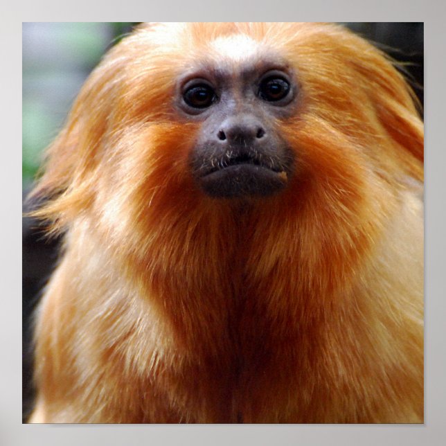 Poster Personnaliser (Devant)