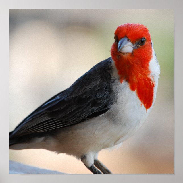 Poster Personnaliser (Devant)