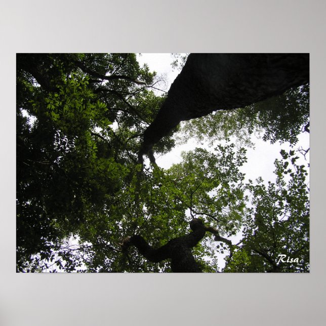 Poster Perspective - Photo Woodland (Devant)