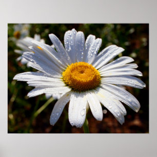 Poster Pétales De Blanc