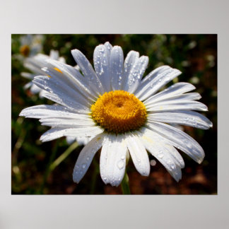 Poster Pétales De Blanc
