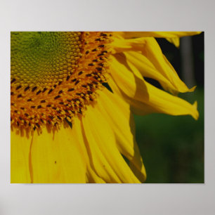 Poster Pétales De Tournesol Près