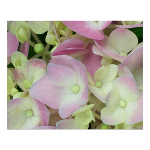 Poster Pétales d'hydrangée rose et blanc antique