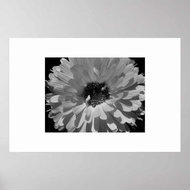 Poster Pétales en noir et blanc (Devant)