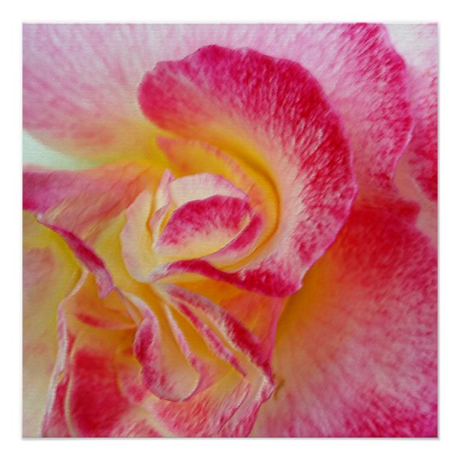 Poster pétales rose jaune (Devant)