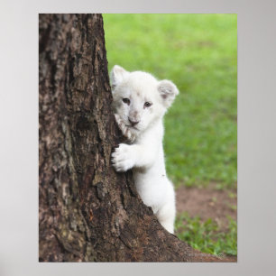 Poster Petit animal de lion blanc se cachant derrière un