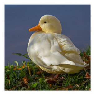 Poster Petit canard blanc
