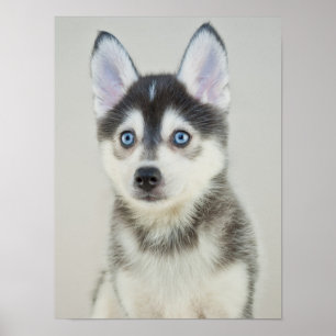 Poster Petit chiot mignon de Pomsky