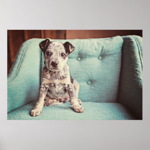 Poster Petit chiot mignon sur la chaise turquoise