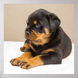 Poster Petit chiot rottweiler mignon