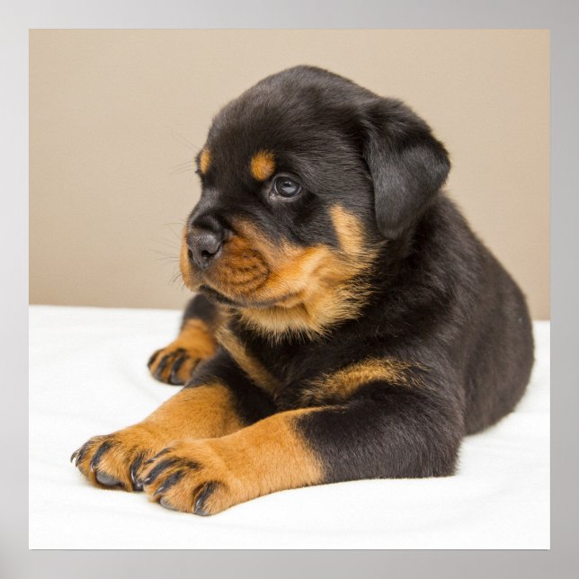 Poster Petit chiot rottweiler mignon (Devant)