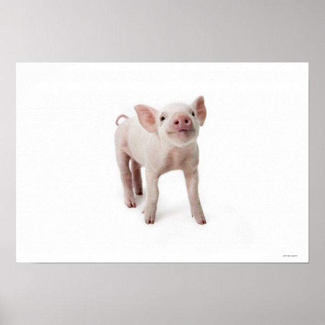 Poster Petit cochon (Devant)