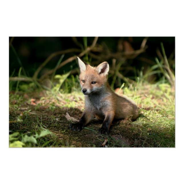Poster Petit Cub (Devant)