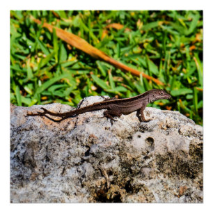 Poster Petit Lézard Au Soleil