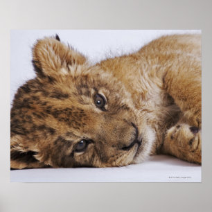 Poster Petit lion (Panthera leo) allongé sur le côté, gro