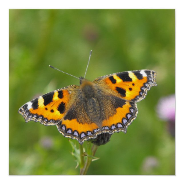 Poster Petit papillon Tortoiseshell (Devant)