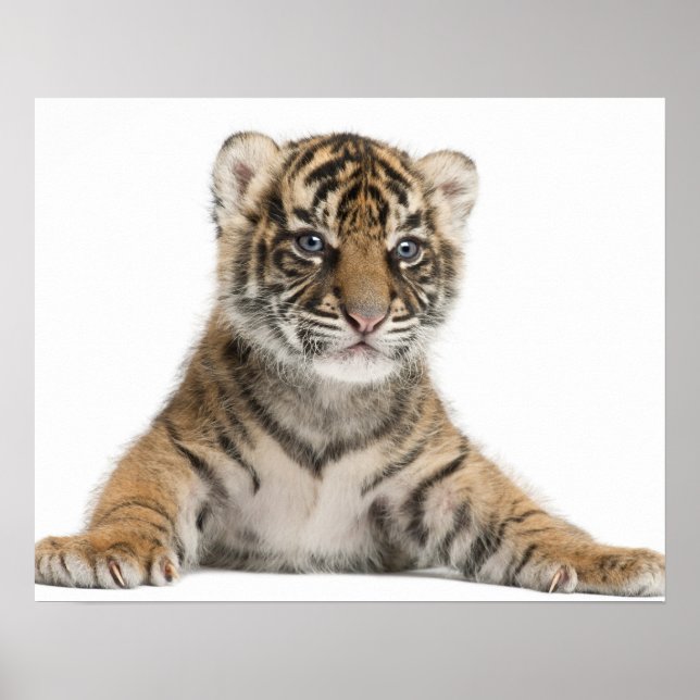 Poster Petit tigre de Sumatran (Devant)