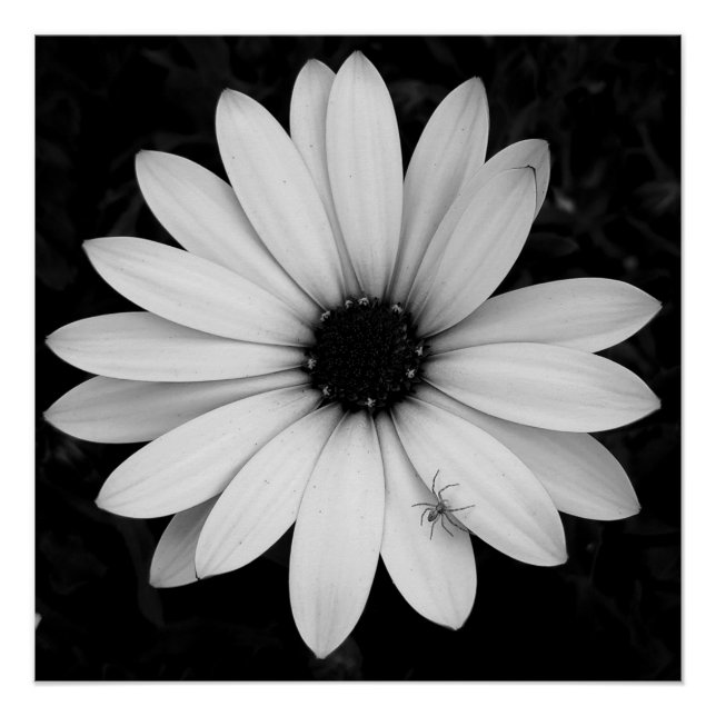 Poster Petite araignée noire et blanche sur fleur (Devant)