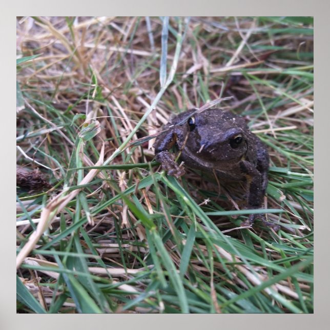 Poster Petite grenouille (Devant)