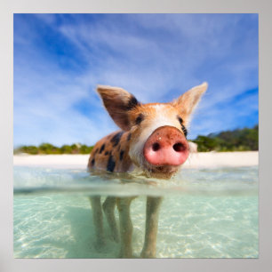 Poster Petite porcelet