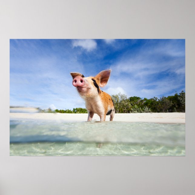 Poster Petite porcelet (Devant)