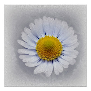 Poster Petites marguerites