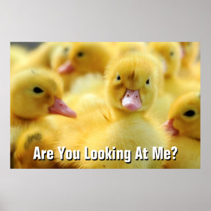 Poster Petits canards