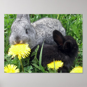 POSTER PETITS RABBITS BUNNIES DANDELION GRASS NATURE