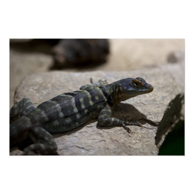 Poster Petrosaurus thalassinus (Devant)