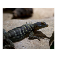 Petrosaurus thalassinus