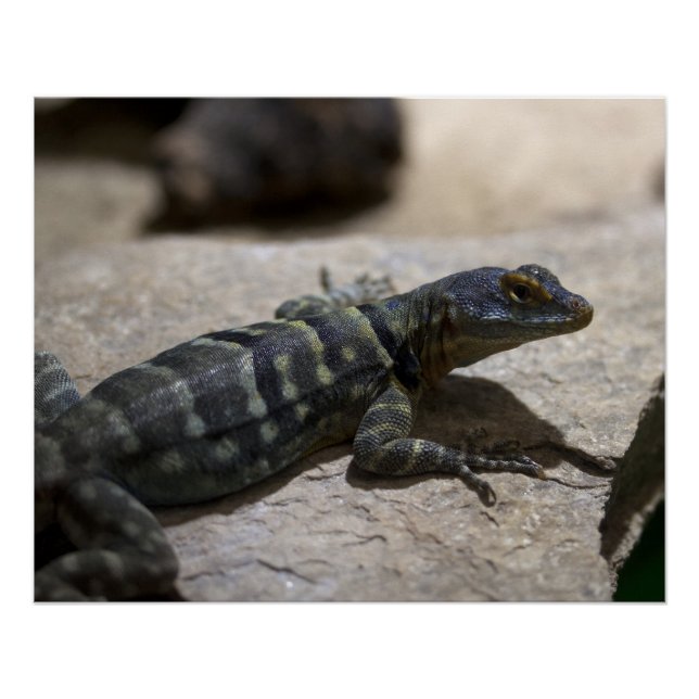 Poster Petrosaurus thalassinus (Devant)