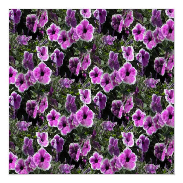 Poster Petunia Land... (Devant)