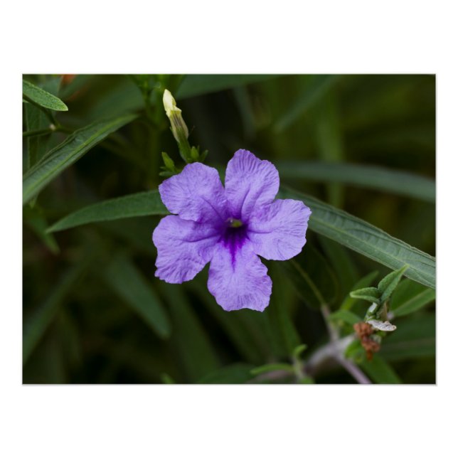 Poster Pétunia mexicain nain violet Imprimer (Devant)