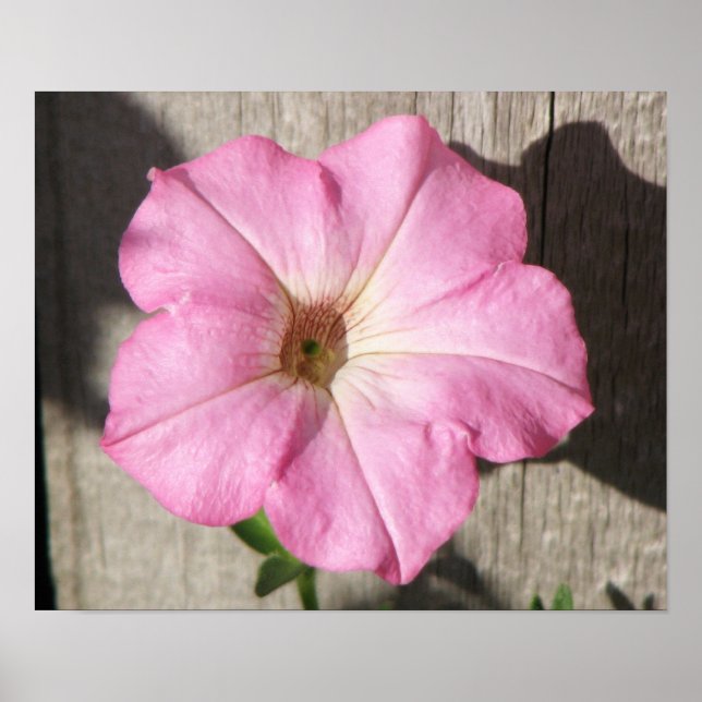 Poster Petunia rose (Devant)