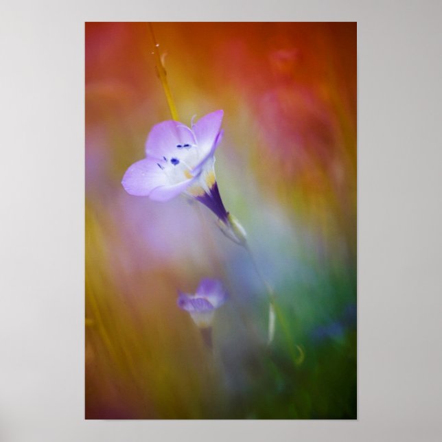 Poster Phare de Old Point Loma | Monument à Cabrillo (Devant)