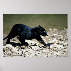 Poster phase-petit animal Léopard-noir (mouillez de la
