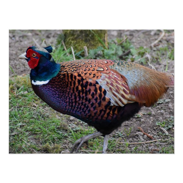 Poster Pheasant (Devant)